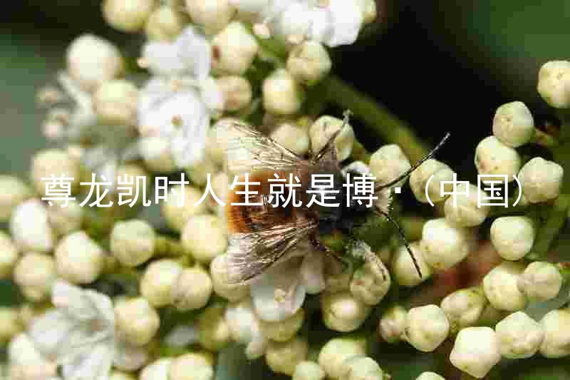 尊龙凯时人生就是博·(中国)